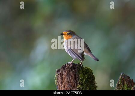 Europäische Robin (Erithacus Rubecula) auf einem Baumstumpf sitzend Stockfoto