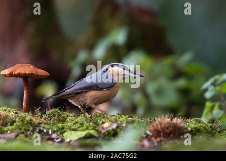 Gemeinsame oder Eurasische Kleiber (Sitta europaea) Der Nahrungssuche auf dem Waldboden im Herbst. Stockfoto