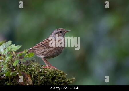 Dunnock (Phasianus colchicus) Stockfoto