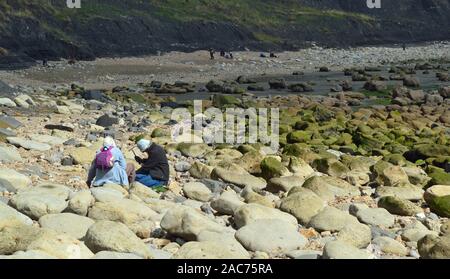 Die Menschen auf der Jagd nach Fossilien mit einem Hammer auf Charmouth Beach, West Beach, Charmouth, Dorset, Großbritannien Stockfoto