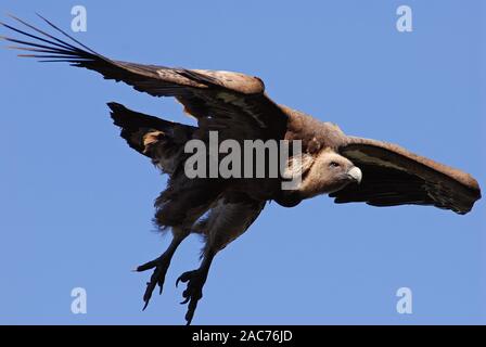 Nach eurasischen Gänsegeier mit Beinen nach unten, wie es in Land kommt. Stockfoto