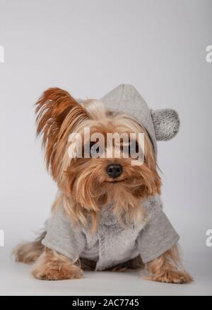 Lustige Yorkshire Terrier in einem Hoodie sitzen auf weißem Hintergrund Stockfoto