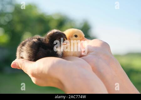 In der Nähe von zwei baby Küken in der Frau die Hand. Neugeborene Hühner Gelb und Schwarz zusammen, Himmel Natur Hintergrund Stockfoto