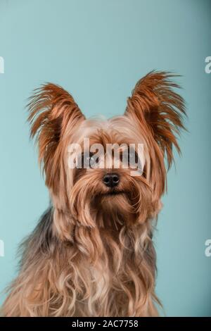 Porträt der schönen Yorkshire Terrier auf blauem Hintergrund. Isolierte Bild Stockfoto