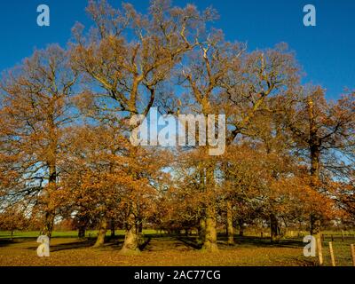 Eichen in einem Park im Sonnenlicht mit späten Herbst Laub und ein blauer Himmel, North Yorkshire, England Stockfoto