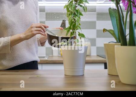 Natürlicher Dünger Wasser nach dem Kochen Eier, Frau Bewässerung Pflanzen im Topf. Stockfoto