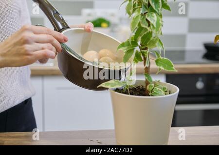 Natürlicher Dünger Wasser nach dem Kochen Eier, Frau Bewässerung Pflanzen im Topf. Stockfoto