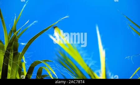 Saw Palmetto, Serenoa repens im Sonnenschein gegen einen klaren blauen Himmel. Sägepalmetto hat in traditionelle und alternative Medizin verwendet worden, eine v zu behandeln. Stockfoto