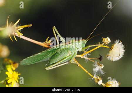 Grünes Heupferd, großes Heupferd (Tettigonia viridoissima), Stockfoto