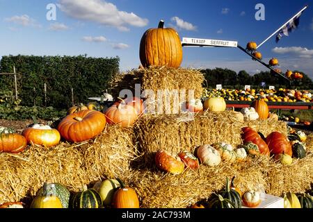 Kürbismarkt auf der Insel Bornholm, Dänemark Stockfoto