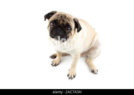 Niedliche mops Hund suchen unschuldig. Sehr trauriger Hund isoliert Stockfoto