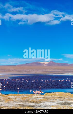 James Flamingos (phoenicoparrus andinus), Laguna Colorada, Reserva de Fauna Andina Eduardo Avaroa, südlichen Altiplano, Potosi, im Südwesten von Bolivien, Stockfoto