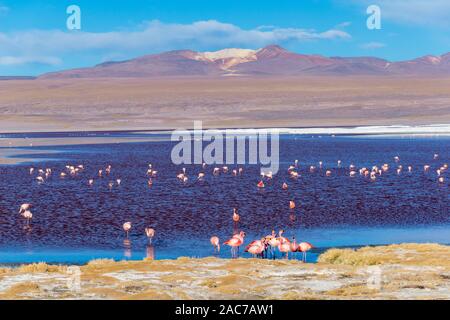 Laguna Colorada, Reserva de Fauna Andina Eduardo Avaroa, südlichen Altiplano, Abteilung Potosi, Anden, im Südwesten von Bolivien, Lateinamerika Stockfoto