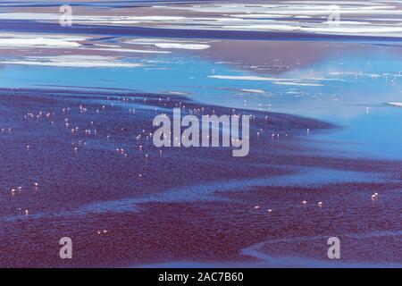 James Flamingos (phoenicoparrus andinus), Laguna Colorada, Reserva de Fauna Andina Eduardo Avaroa, südlichen Altiplano, Potosi, im Südwesten von Bolivien, Stockfoto