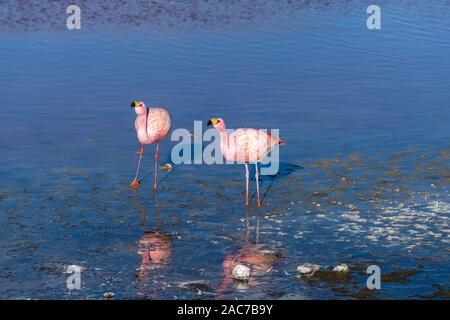 James Flamingos (phoenicoparrus andinus), Laguna Colorada, Reserva de Fauna Andina Eduardo Avaroa, südlichen Altiplano, Potosi, im Südwesten von Bolivien, Stockfoto