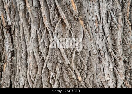 Rinde von Weiß Esche (Fraxinus von Dominique Braud/Dembinsky Foto Assoc Stockfoto