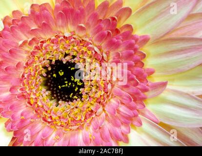 Schließen Sie herauf Bild der schönen rosa und gelb Gerbera Blume Stockfoto