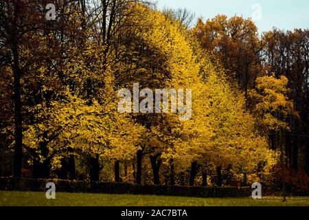 Bäume im Herbst mit gelben Blätter bilden ein Dreieck Stockfoto