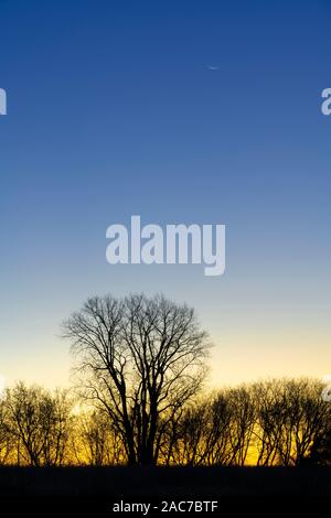 Sonnenuntergang, Pappel (Populus canescens), Sturz, Minnesota, USA, von Dominique Braud/Dembinsky Foto Assoc Stockfoto