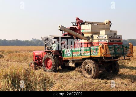 Bardhaman, Westbengalen, Indien, am 29. November 2019 - Verbindet die Ernte von Reis an einem hellen Tag. Schneiden von Reis. Reisernte nach Mähdrescher. Stockfoto