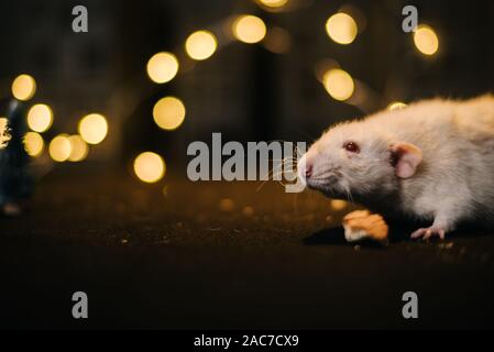 Symbol der kommenden 2020. In der Nähe von weißen Ratte dekoriert in dunklen Zimmer. Stockfoto