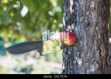 Stahl Arme. Werfen ein Messer. Das Messer steckt in der Rinde eines Baumes. Das Messer zu schlagen das Ziel Stockfoto