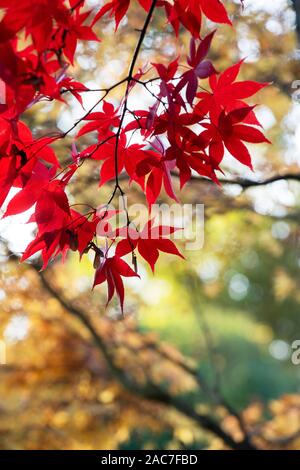 Acer Palmatum Osakazuki. Japanische Ahorn im Herbst Stockfoto