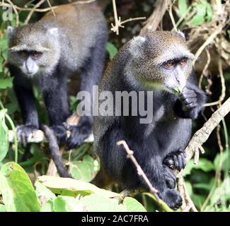 Ein Sykes' Affen (Cercopithecus albogularis) Futter für die Blätter. Arusha Nationalpark. Arusha, Tansania. Stockfoto