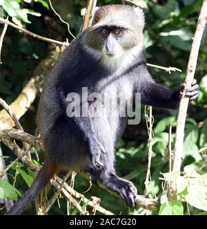 Ein Sykes' Affen (Cercopithecus albogularis) Futter für die Blätter. Arusha Nationalpark. Arusha, Tansania. Stockfoto