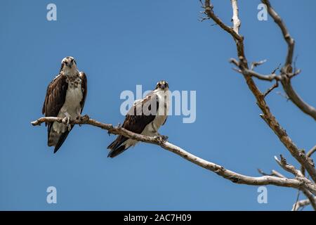 Zwei Osprey thront auf Baum gegen den blauen Himmel Stockfoto