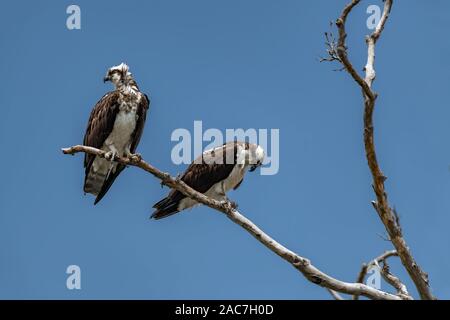 Zwei Osprey thront auf Baum gegen den blauen Himmel Stockfoto