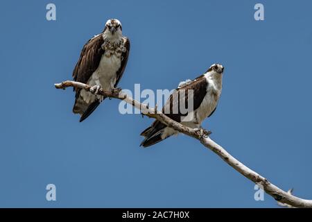 Zwei Osprey thront auf Baum gegen den blauen Himmel Stockfoto