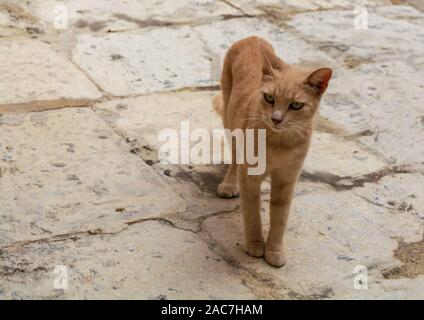 Katzen von Malta - stray Ginger tabby Katze stehend an Cospicua Street und auf der Seite. Stockfoto