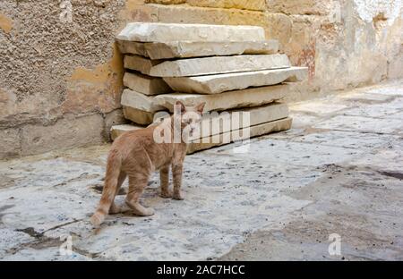 Katzen von Malta - stray Ginger tabby Katze Cospicua Straße Stockfoto