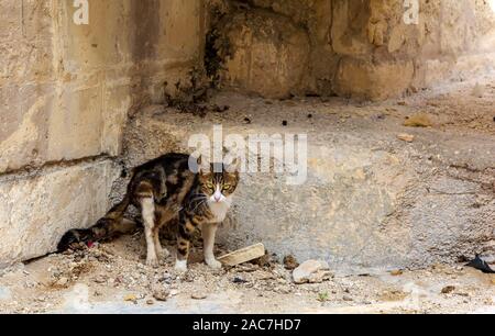 Katzen von Malta - streunende Katze Katze mit grünen Augen Stockfoto