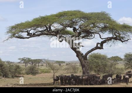 Blauer Gnus (Connochaetes taurinus) Schutz vor der Mittagssonne im Schatten unter einem Akazienbaum. Serengeti Nationalpark, Tansania. Stockfoto