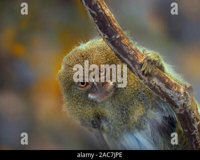 Pygmy marmoset Cebuella pygmaea eine der kleinsten Primaten in der Welt Stockfoto