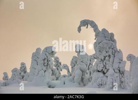 Fichten, die unter schweren Schnee in Lappland (Finnland) Stockfoto