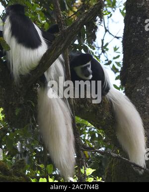 Eine Gruppe von schwarzen und weißen Colobus Affen, die mantelbrüllaffen guereza (Colobus guereza) mit ihren prächtigen weißen Mantels und Schwänze entspannen am Baum branche Stockfoto