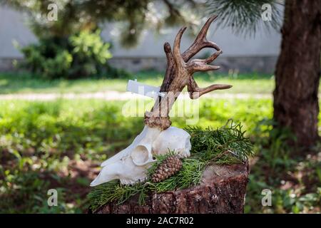 Trockenes Hirschgeweih auf den Schädel auf einem Baumstamm befestigt Stockfoto