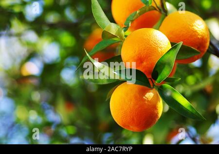 Orangen Zweig mit grünen Blätter am Baum Stockfoto