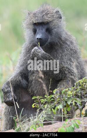 Ein gelber Pavian (Papio cynocephalus) verzehrt einen Pflanzenstamm. Serengeti Nationalpark, Tansania. Stockfoto