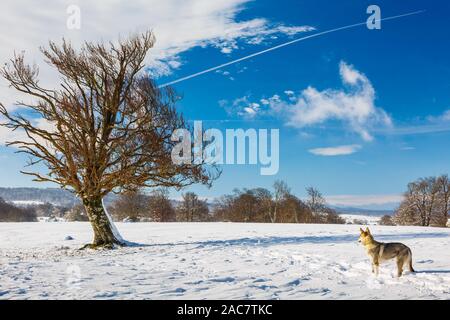 Bäume in einer verschneiten Landschaft. Stockfoto