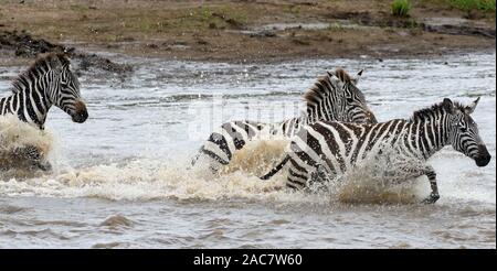 Nach langem Zögern stürzen Zebras (Equus quagga, früher Equus burchellii) über den Mara River zwischen dem Masai Mara Nationalpark in Ken Stockfoto