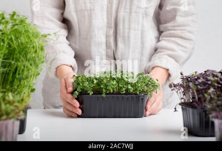 Frau kümmert sich um die kleinen microgreens auf weißem Hintergrund Stockfoto