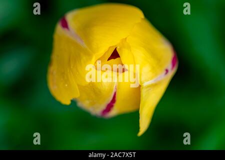 Makroaufnahme der Blüte einer Tulpe (Tulipa) von oben. Stockfoto