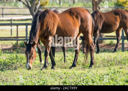 Nahaufnahme der Reinrassige Rennsporttechnik Pferde grasen in einem Feld oder Paddock auf einem Gestüt in der Pferderennen region Robertson, Südafrika Stockfoto
