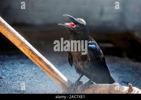 Ein großer schwarzer Rabe. Der Kolkrabe, auch als die nördlichen Raven bekannt, die alle - schwarzer Vogel. Stockfoto