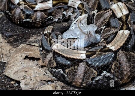 Feurige Bush Viper (Atheris squamigera) am Baum Stockfoto