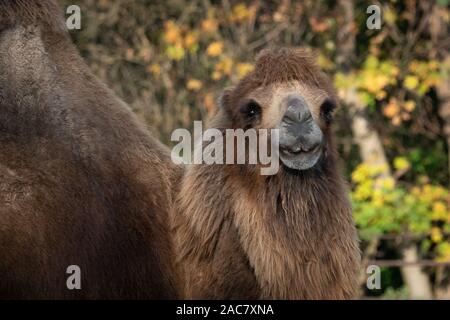 Baktrischen Kamel (Camelus bactrianus). Domestizierte Tier. Stockfoto